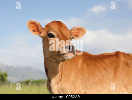 Close-up jeune vache en champ avec sky Banque D'Images