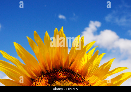 Tournesols contre un ciel bleu clair Banque D'Images