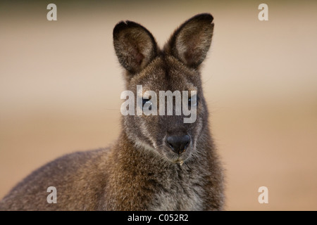 Wallaby de Bennett (Macropus rufogriseus) full face portrait Banque D'Images