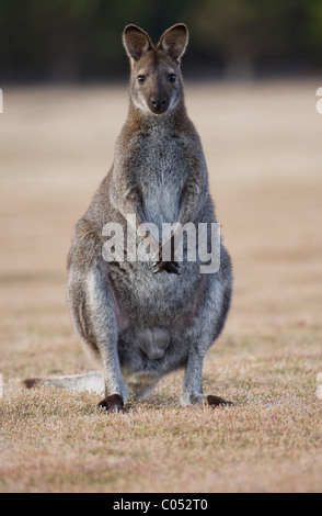 Macropus rufogriseus Wallaby Bennetts ( ) Banque D'Images