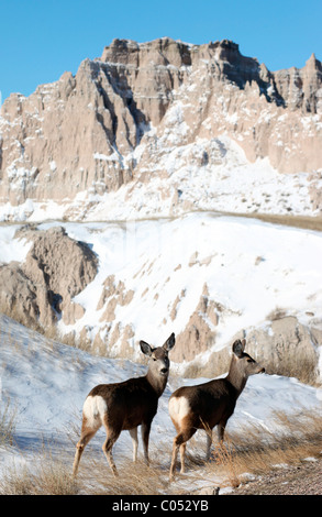 Sur le fourrage Deer terres étranges formations de Badlands National Park (Dakota du Sud, USA. Banque D'Images