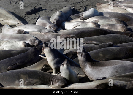 Les éléphants de se réunir sur une plage de la Californie pendant la saison des amours. Banque D'Images