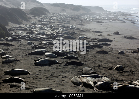 Les éléphants de se réunir sur une plage de la Californie pendant la saison des amours. Banque D'Images