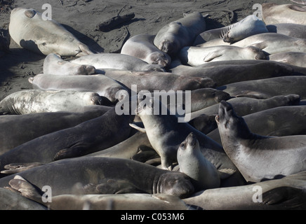 Les éléphants de se réunir sur une plage de la Californie pendant la saison des amours. Banque D'Images