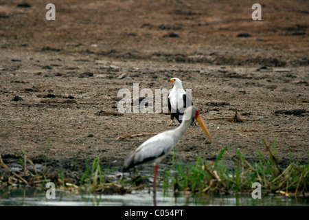 Poissons d'Afrique et de l'aigle Bec jaune cigogne sur les rives du canal de Kazinga, Parc national Queen Elizabeth, en Ouganda Banque D'Images