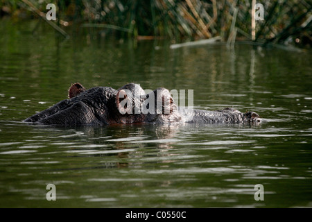 Dans le canal Kazinga hippopotames dans le Parc national Queen Elizabeth, à l'ouest de l'Ouganda Banque D'Images