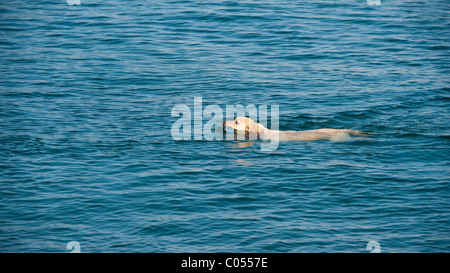 En mer avec piscine chien jouet en bouche - Animaux - Nature - Lecture Banque D'Images