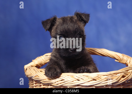 Cairn Terrier dans panier Banque D'Images