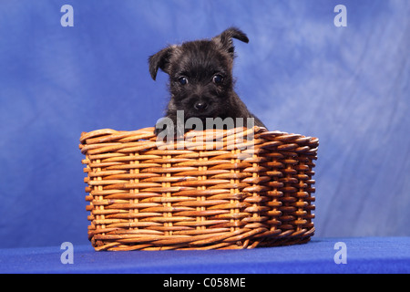 Cairn Terrier dans panier Banque D'Images