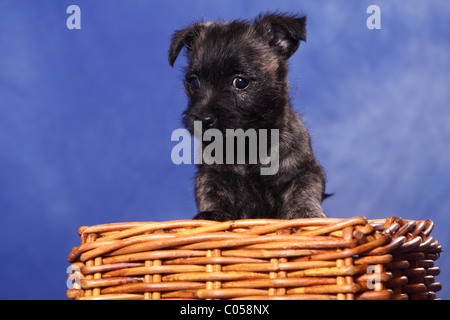 Cairn Terrier dans panier Banque D'Images