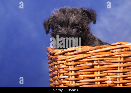 Cairn Terrier dans panier Banque D'Images