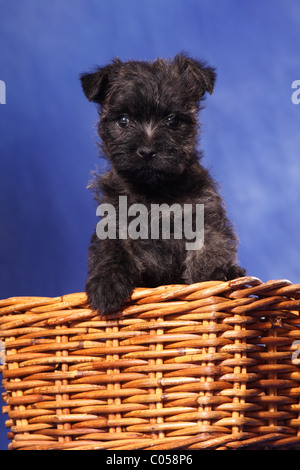 Cairn Terrier dans panier Banque D'Images