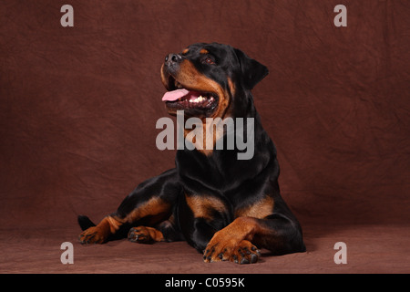 Rottweiler couché Banque D'Images