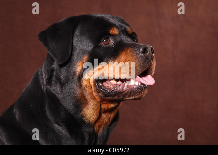 Portrait de Rottweiler Banque D'Images