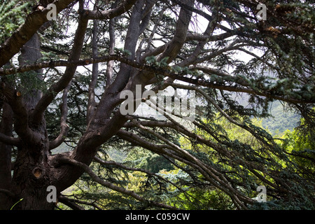 Cedrus atlantica Cèdre de l'Atlas ou var. glauca au Jardins de Kirstenbosch à Cape Town Banque D'Images