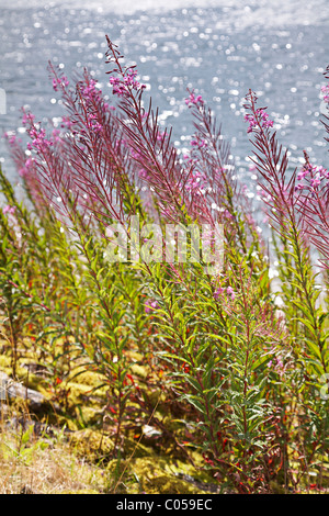 Rosebay willow - herb, ( l'Epilobium angustifolium fireweed,) - de plus en plus sur la rive d'un réservoir. Banque D'Images