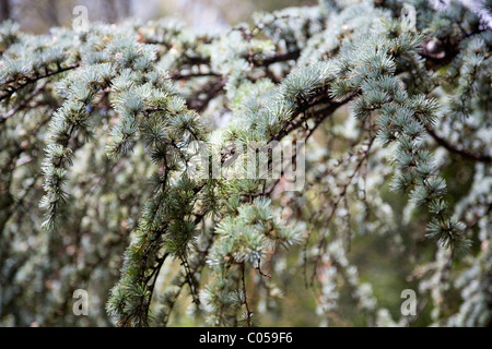 Cedrus atlantica Cèdre de l'Atlas ou var. glauca , arbre à Jardins de Kirstenbosch à Cape Town Banque D'Images