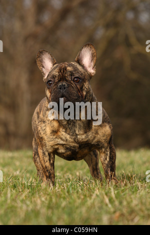 Bouledogue français on meadow Banque D'Images