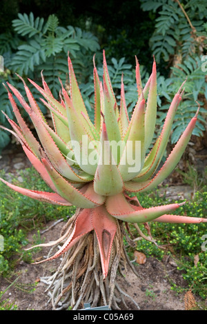 D'Aloe Ferox Aloe ou amer au Jardins de Kirstenbosch à Cape Town Banque D'Images