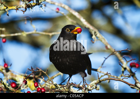 Turdus merula Blackbird mâle se nourrissant de baies d'aubépine Banque D'Images