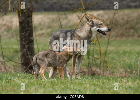 Chiot Chien Loup Saarloos Banque D'Images