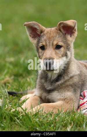 Chiot Chien Loup Saarloos Banque D'Images