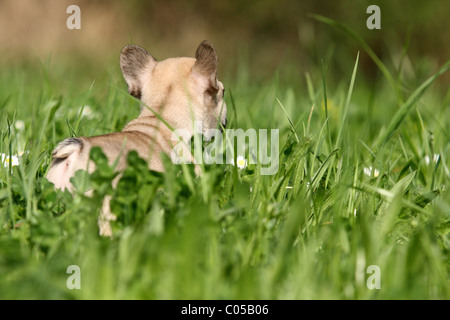 Chiot Bouledogue Français Banque D'Images