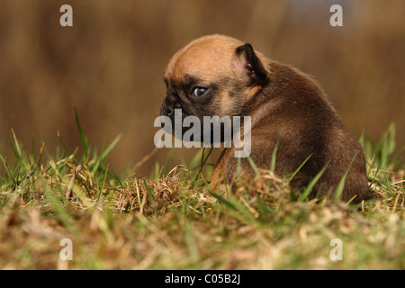 Chiot Bouledogue Français Banque D'Images