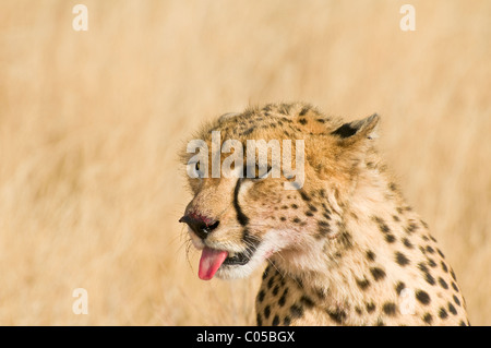 Le Guépard (Acinonyx jubatus) close-up avec du sang après avoir tuer ; la réserve nationale de Samburu, Kenya, Africa Banque D'Images