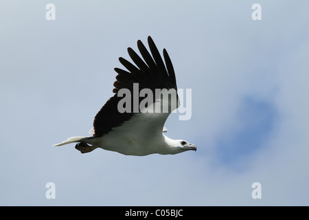 Fish Eagle à ventre blanc, Langkawi, Malaisie Banque D'Images