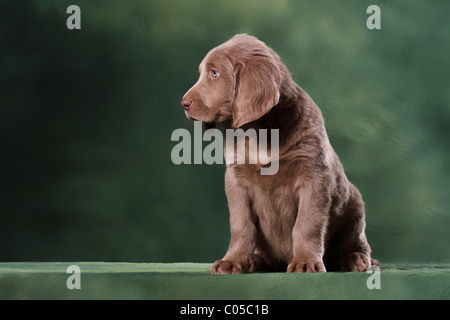 Chiot Weimaraner Banque D'Images