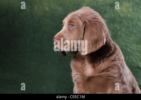 Chiot Weimaraner Banque D'Images