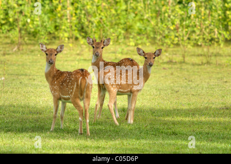 Un troupeau de cerfs communs repèrés Parc national de Yala au Sri Lanka Banque D'Images