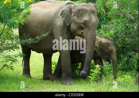 Un éléphant d'Asie avec son cub Parc national de Yala au Sri Lanka Banque D'Images