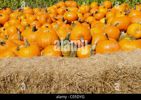 Domaine de citrouilles Banque D'Images