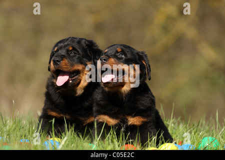 Rottweiler Rottweiler Chiots Welpen / Banque D'Images
