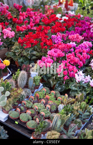 Échoppe de marché la vente de plantes cactus Savona Italie Banque D'Images