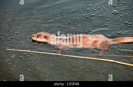 Une loutre d'Europe sur le lac Windermere à Ambleside, Lake District, UK. Banque D'Images