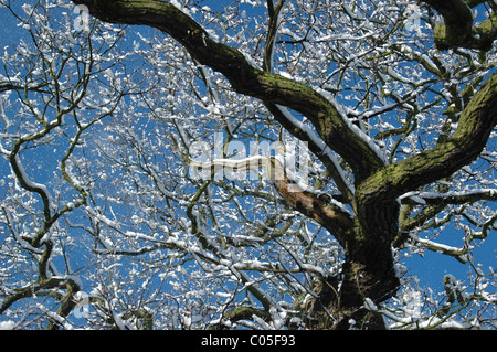 Un arbre avec de la neige sur les branches dans la Forêt Nationale, Derbyshire, Royaume-Uni. Banque D'Images