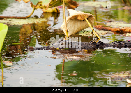 Saltwater crocodile nageant dans une rivière Banque D'Images