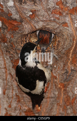 Pic mar (Dendrocopos syriacus syrienne) à son nid nourrissant un jeune oiseau, Banque D'Images