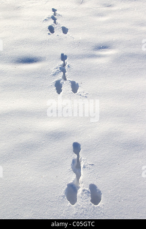 Lièvre d'Europe (Lepus europaeus) traces de pas dans la neige en hiver Banque D'Images