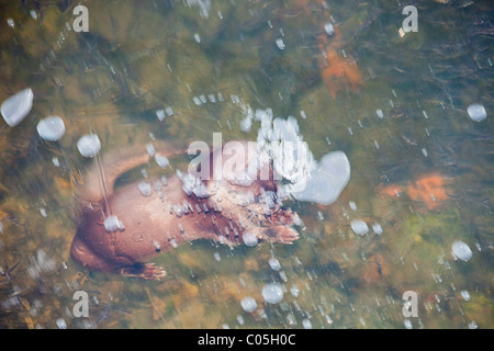 Une loutre d'Europe (Lutra lutra) plongée sous glace sur le lac Windermere, Lake District, UK . Banque D'Images