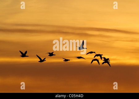 La Bernache cravant (Branta bernicla) troupeau battant pendant la migration au coucher du soleil, mer des Wadden Parc National, Allemagne Banque D'Images