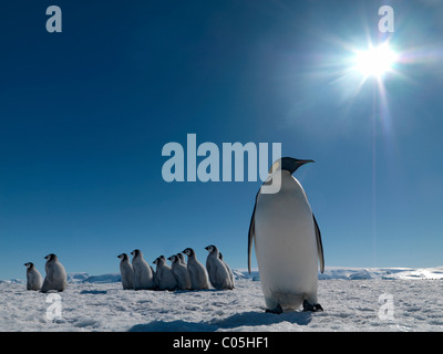 Manchots empereurs', 'Jardin d'octobre, Snow Hill Island, mer de Weddell, l'Antarctique Banque D'Images