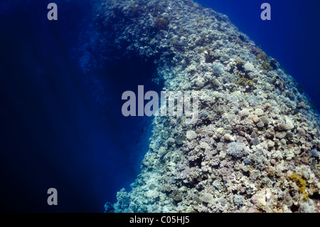 La photo montre le récif de corail de la mer Rouge, près de la ville de Dahab, Egypte. Il existe différents types de coraux et poissons. Banque D'Images