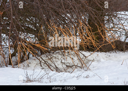 Lièvre d'Europe (Lepus europaeus) écorce dépouillée de Bush dans la neige en hiver Banque D'Images