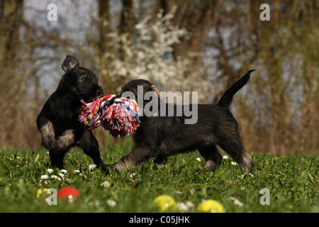 Jouer Chiots Schnauzer Banque D'Images