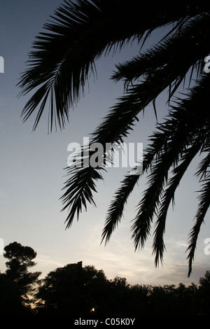 Palm tree silhouette dans la nuit Banque D'Images