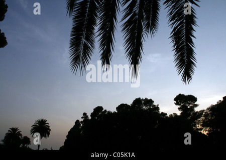 Palm tree silhouette dans la nuit Banque D'Images